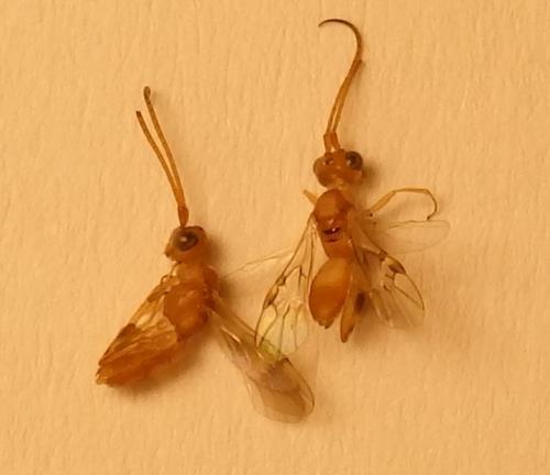 Phanerotoma sp.